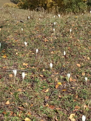 Crocus vallicola