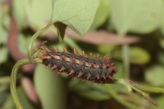 Zerynthia rumina rumina