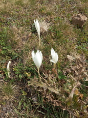 Crocus vallicola