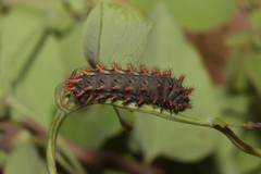 Zerynthia rumina rumina