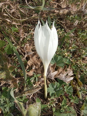 Crocus vallicola