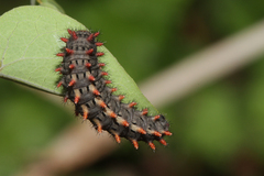 Zerynthia rumina rumina