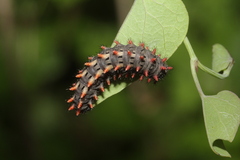 Zerynthia rumina rumina