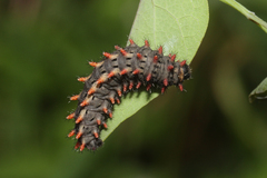 Zerynthia rumina rumina