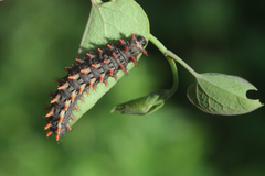 Zerynthia rumina rumina
