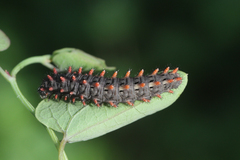 Zerynthia rumina rumina