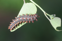 Zerynthia rumina rumina