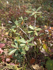 Daphne glomerata