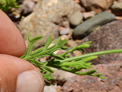 Junellia crithmifolia