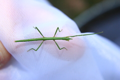 Clonopsis gallica