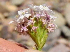 Junellia crithmifolia