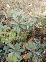 Daphne glomerata