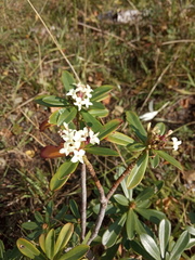 Daphne glomerata