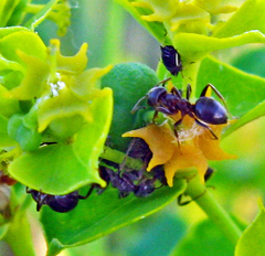 Aphis euphorbiae