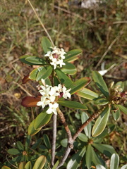 Daphne glomerata