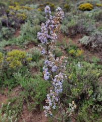 Selago densiflora