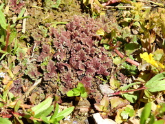 Azolla filiculoides