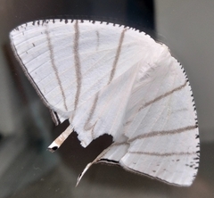 Urapteroides recurvata