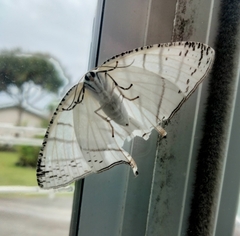 Urapteroides recurvata