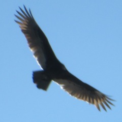 Cathartes aura septentrionalis