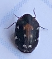 Anthrenus lepidus