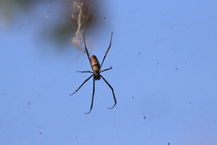 Trichonephila fenestrata