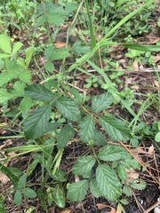 Rubus cuneifolius