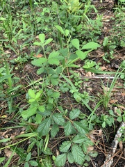 Rubus cuneifolius