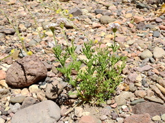 Junellia crithmifolia