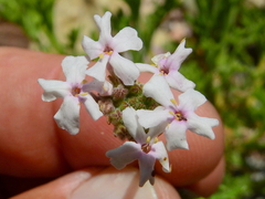 Junellia crithmifolia