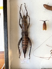 Eurycanthini