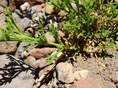 Junellia crithmifolia