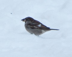 Passer domesticus