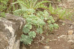 Aeonium