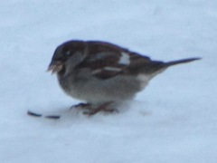 Passer domesticus