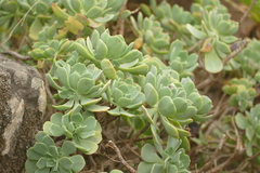 Aeonium