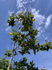 Triplaris americana