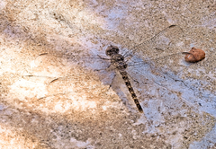 Bradinopyga strachani