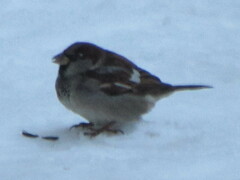 Passer domesticus