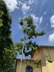 Triplaris americana