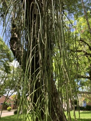 Rhipsalis