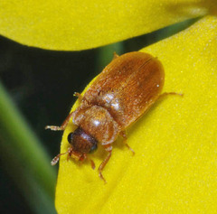 Byturus ochraceus