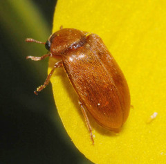 Byturus ochraceus