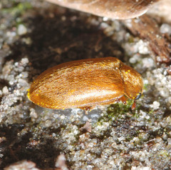 Byturus ochraceus