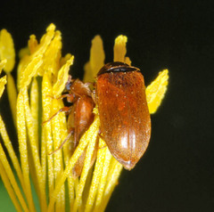 Byturus ochraceus