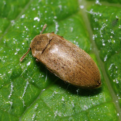 Byturus tomentosus