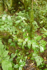 Hypericum grandifolium