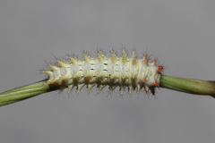 Zerynthia rumina rumina