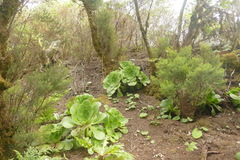 Aeonium