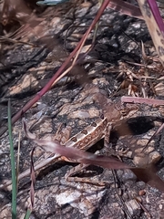 Sitana